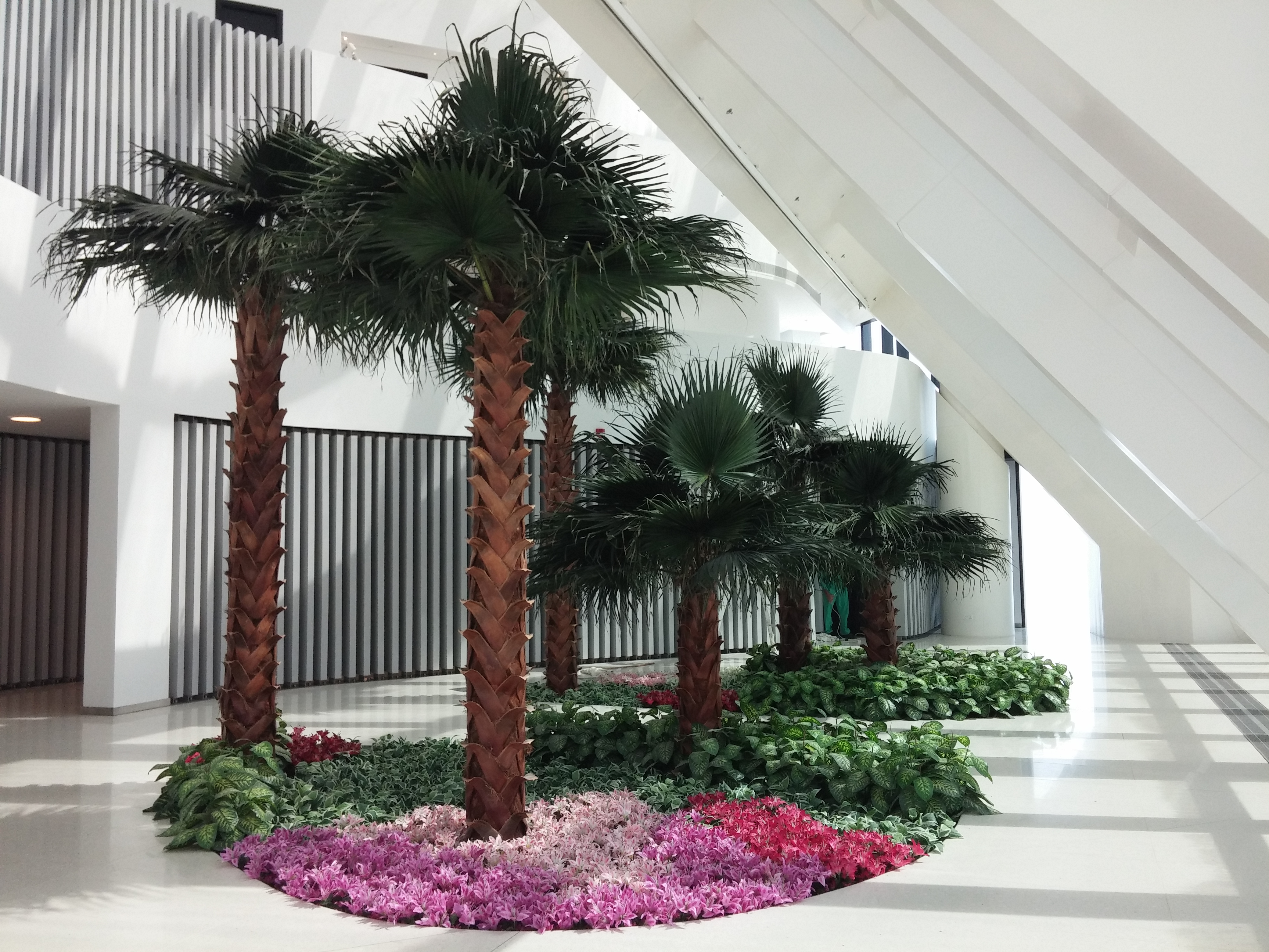 preserved palm trees