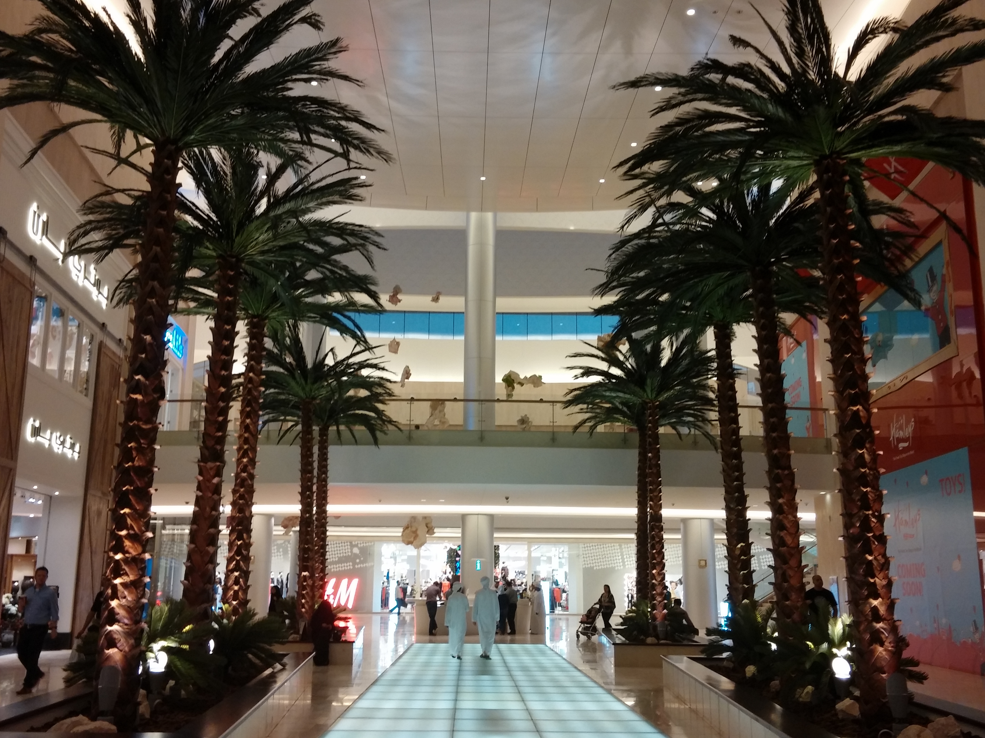 preserved palms