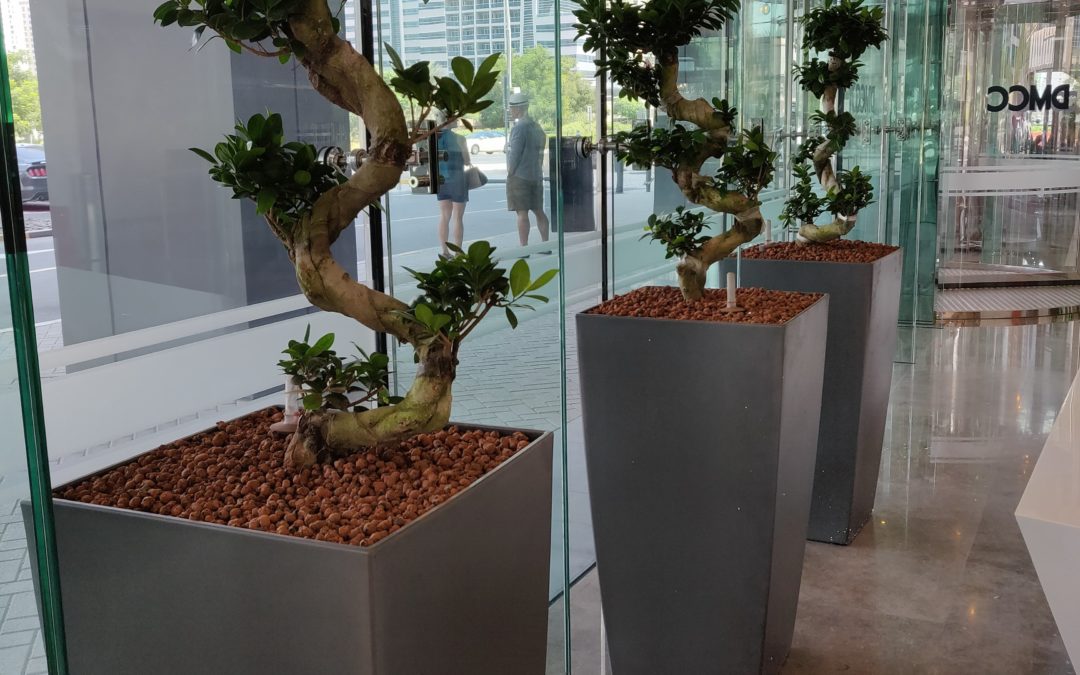 Hydroculture Plants That Stand Out: Ficus Microcorpa Bonsai | JLT One Tower