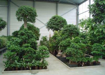 hydroculture plants Ficus Bonsai