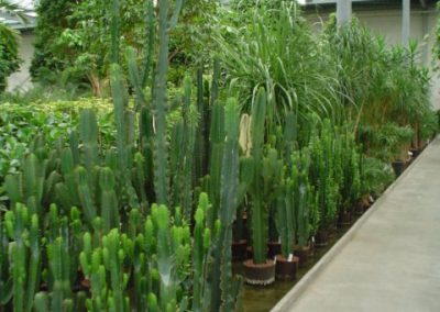 hydroculture cactus