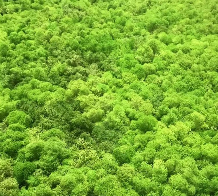 moss wall moss wall