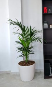 kentia palm hydroculture pulsar foodstuff