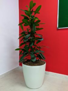 ficus hydroculture pulsar foodstuff