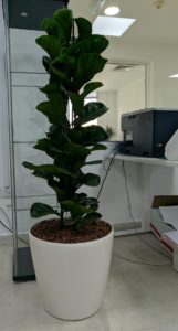 ficus lyrata hydroculture pulsar foodstuff