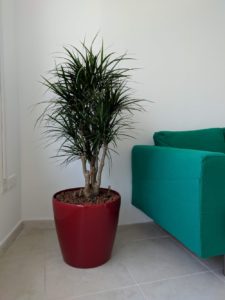 dracaena marginata hydroculture pulsar foodstuff