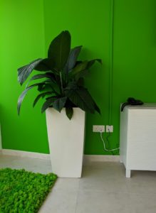 Spathiphyllum sensation Hydroculture Pulsar Foodstuff