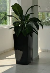 spathiphyllum sensation hydrocultue pulsar foodstuff