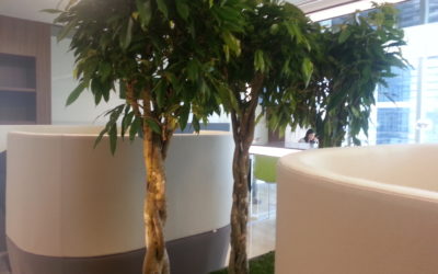 Benefits of Plants in The Office