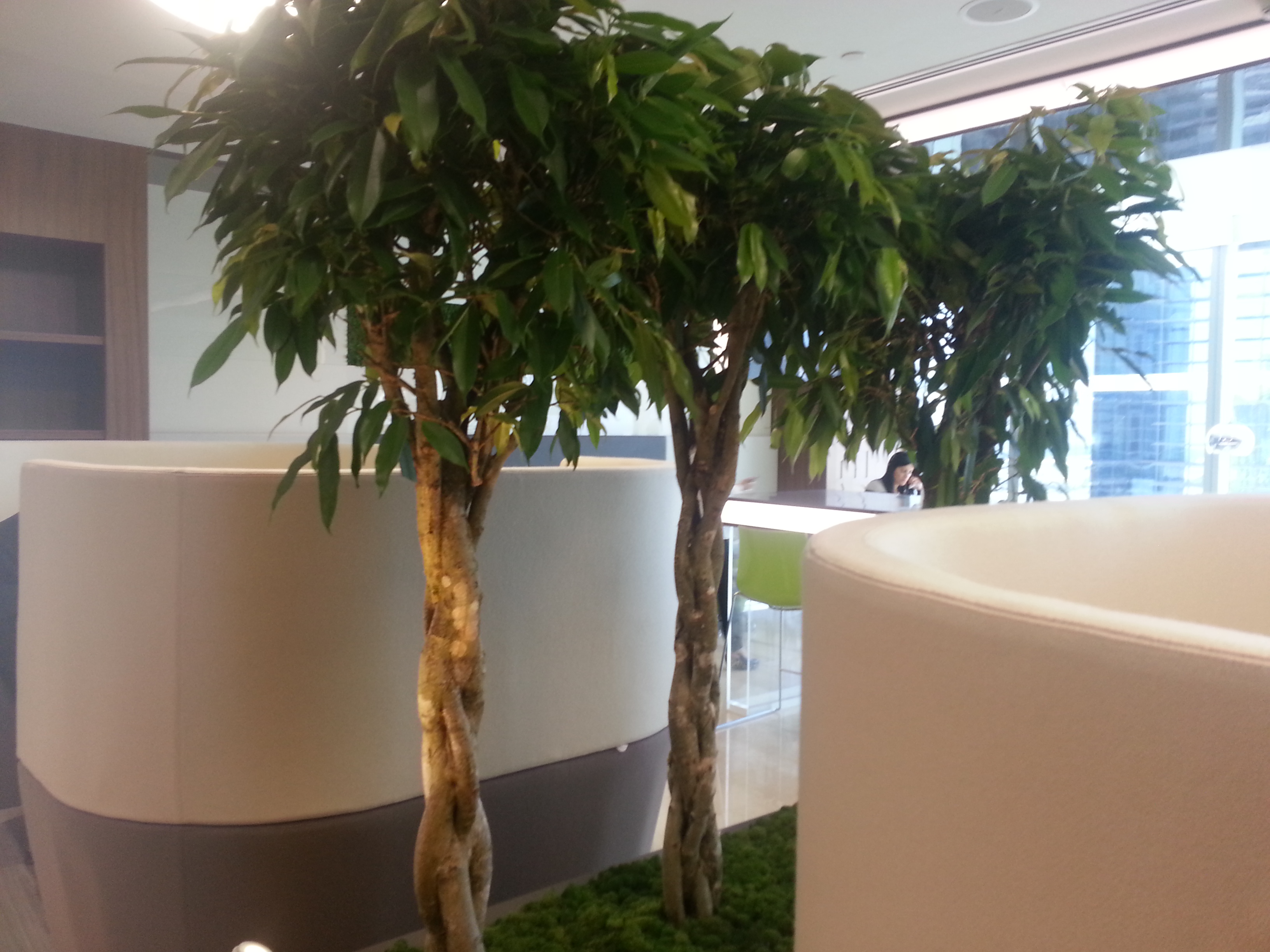 Ficus Office Plant Hydroculture Ficus Office Plant Hydroculture