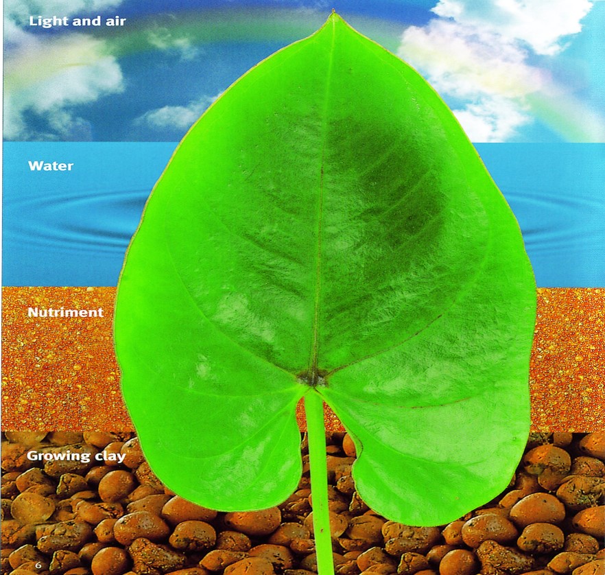 Hydroculture leca green leaf water air