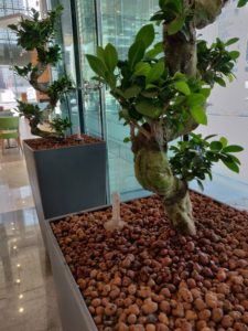 Hydroculture plant in Clay