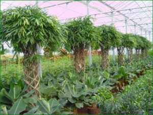 Hydroculture trees in a nursery
