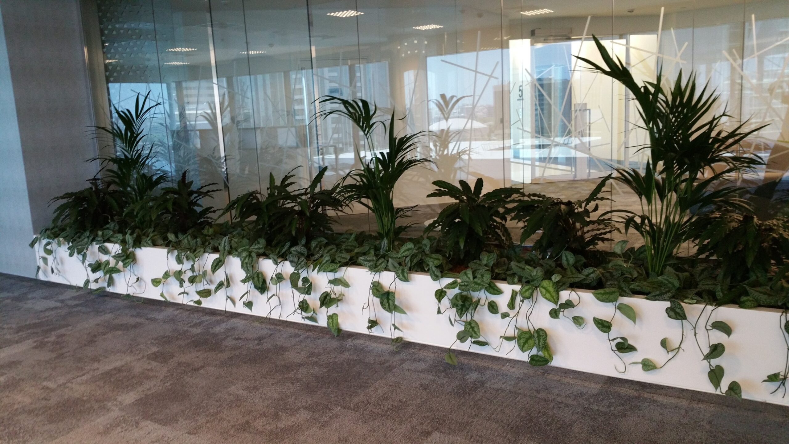 hydroculture plants for sale
