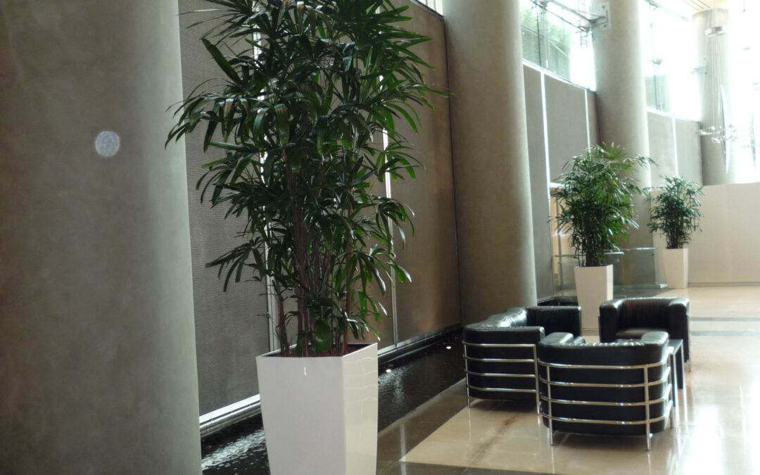 Unique Hydroculture Plants – Rhapis Palms and Microcorpa Bonsai – For An Exclusive Office Entrance | Burjuman Business Tower