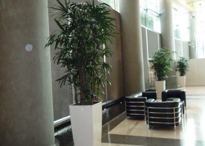 Unique Hydroculture Plants – Rhapis Palms and Microcorpa Bonsai – For An Exclusive Office Entrance | Burjuman Business Tower