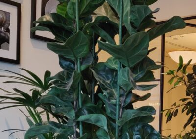 Artificial ficus tree