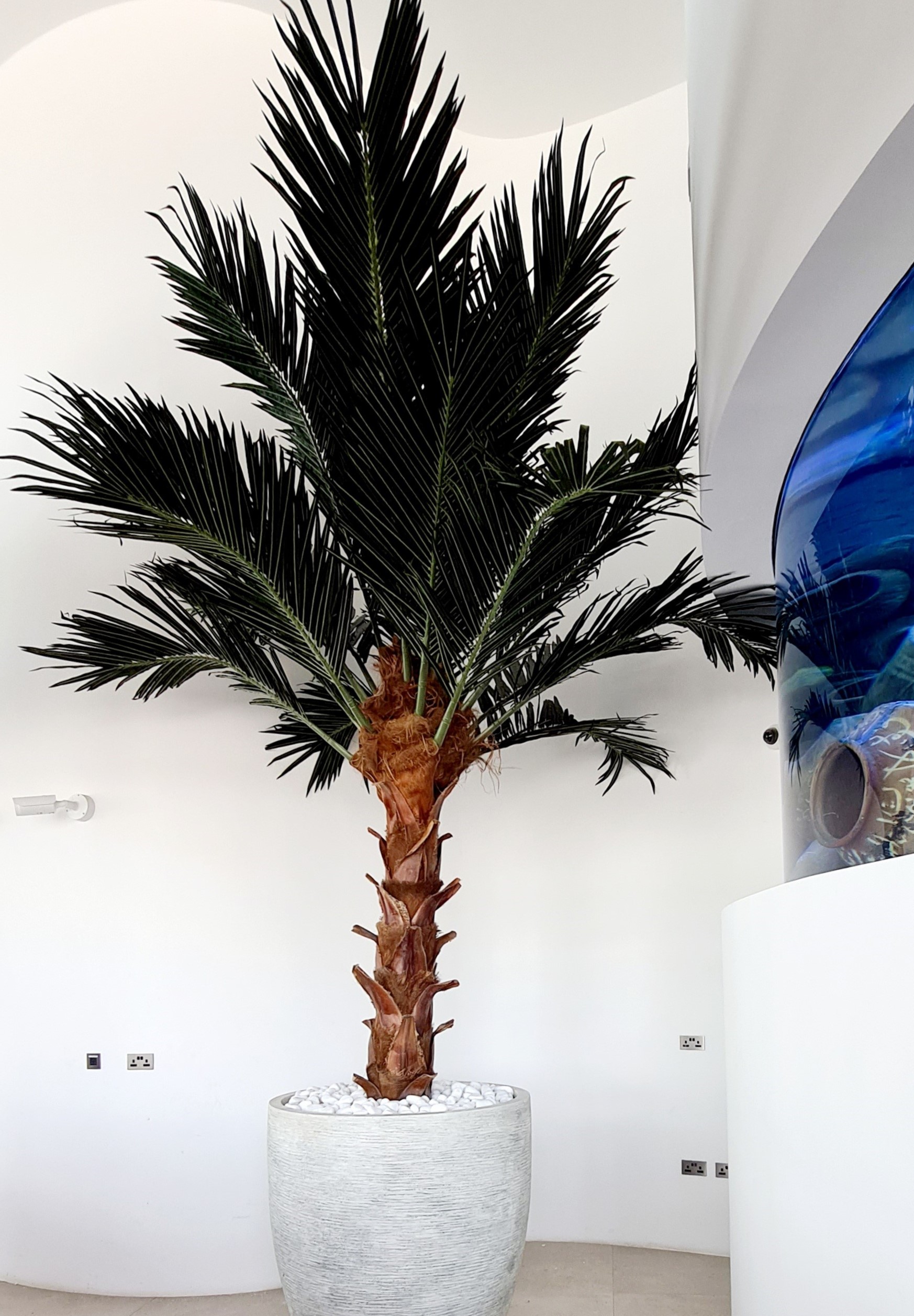 Date Phoenix Palm Tree National Aquarium Abu Dhabi Artificial Palm Date Phoenix Palm Tree National Aquarium Abu Dhabi Artificial Palm
