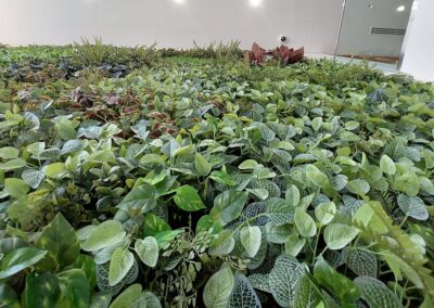 Deira International School (DIS) artificial green wall