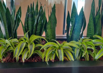 Flash Entertainment HQ Hydroculture Office Plants