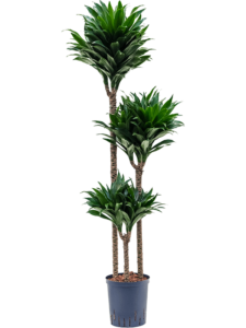 Dracaena fragrans 'Compacta'
