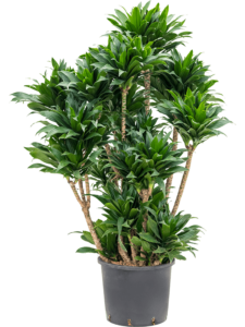 Dracaena Compacta (Compact Dragon Tree)