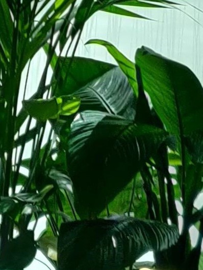 Hydroculture Plants 1